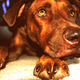 Illustration for article titled Shooting Challenge Pets Gallery 1